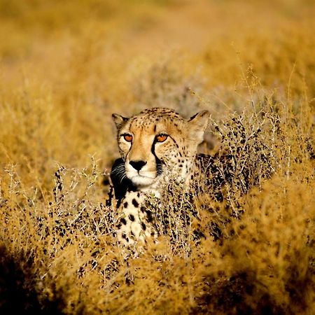 Inverdoorn Game Reserve Lodge Breede River エクステリア 写真