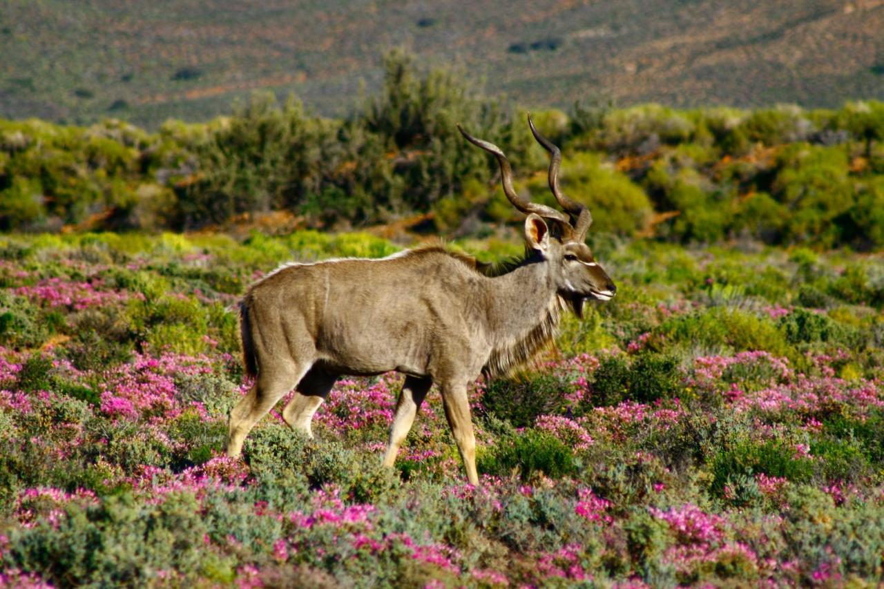 Inverdoorn Game Reserve Lodge Breede River エクステリア 写真