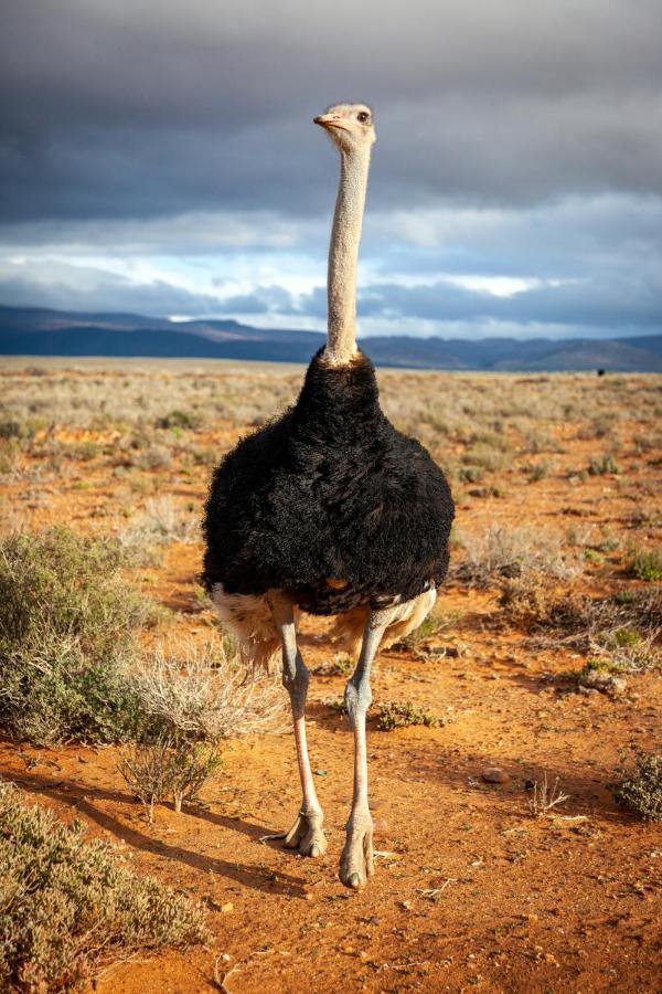 Inverdoorn Game Reserve Lodge Breede River エクステリア 写真