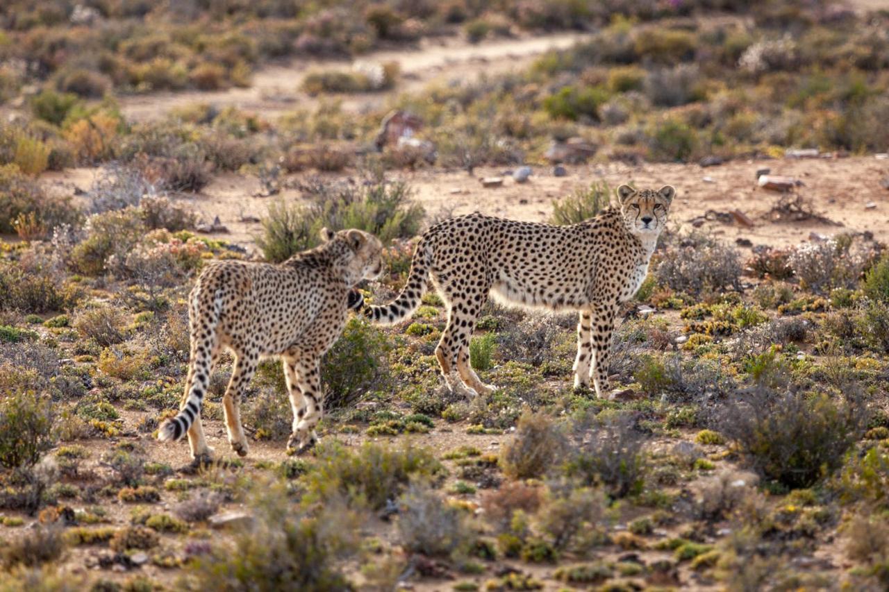 Inverdoorn Game Reserve Lodge Breede River エクステリア 写真