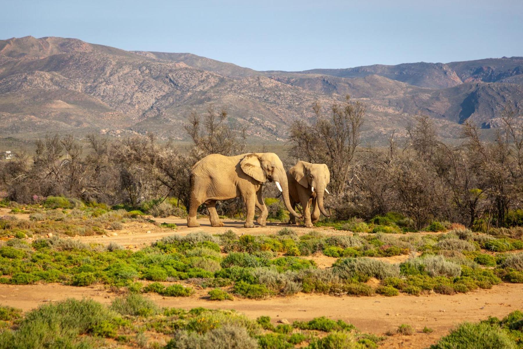 Inverdoorn Game Reserve Lodge Breede River エクステリア 写真