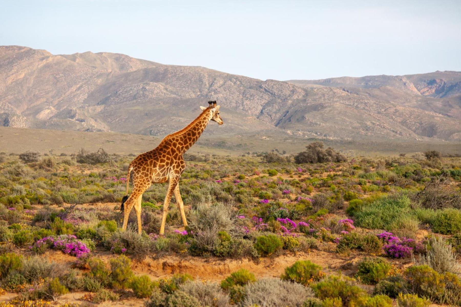 Inverdoorn Game Reserve Lodge Breede River エクステリア 写真