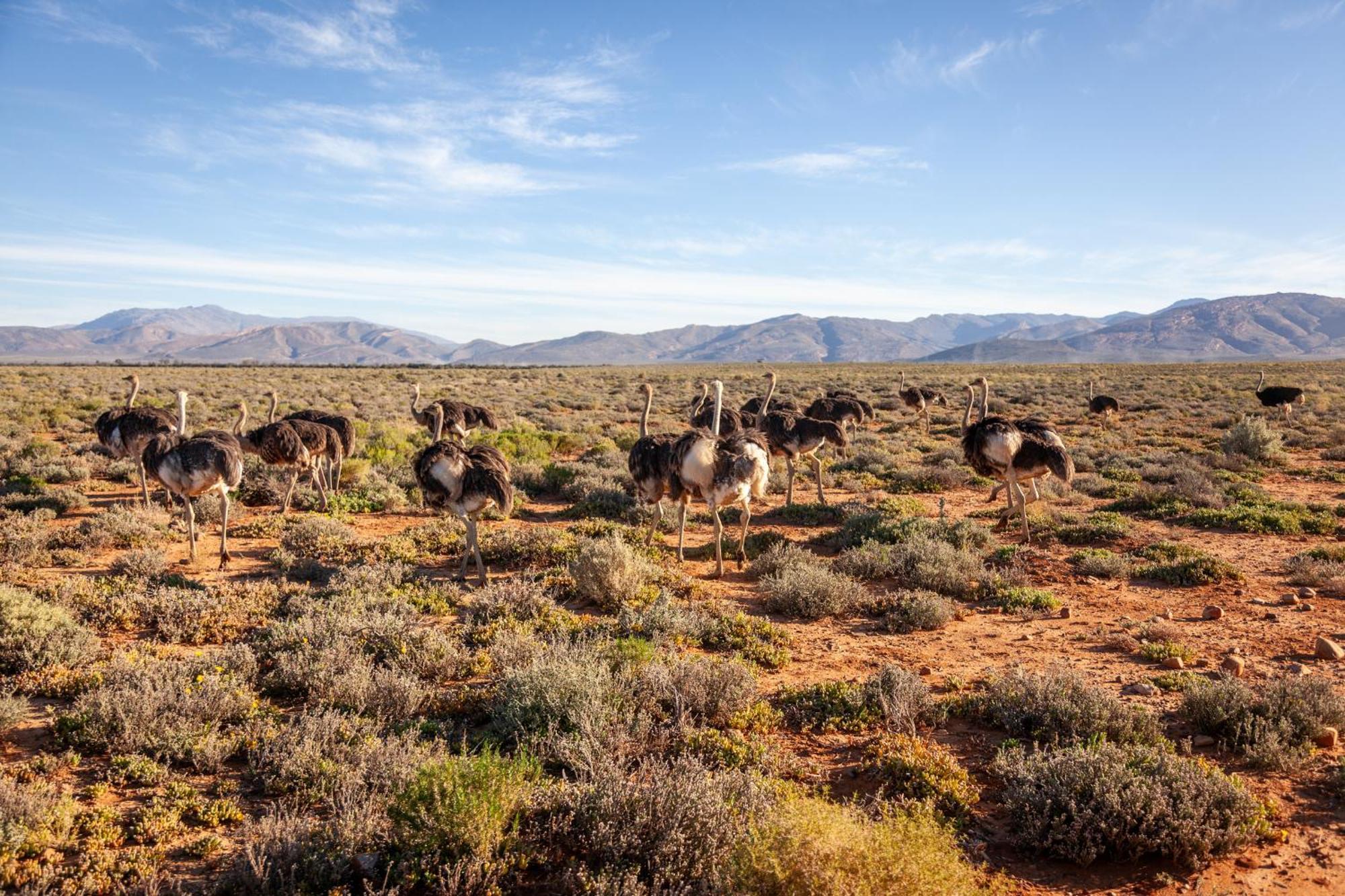 Inverdoorn Game Reserve Lodge Breede River エクステリア 写真