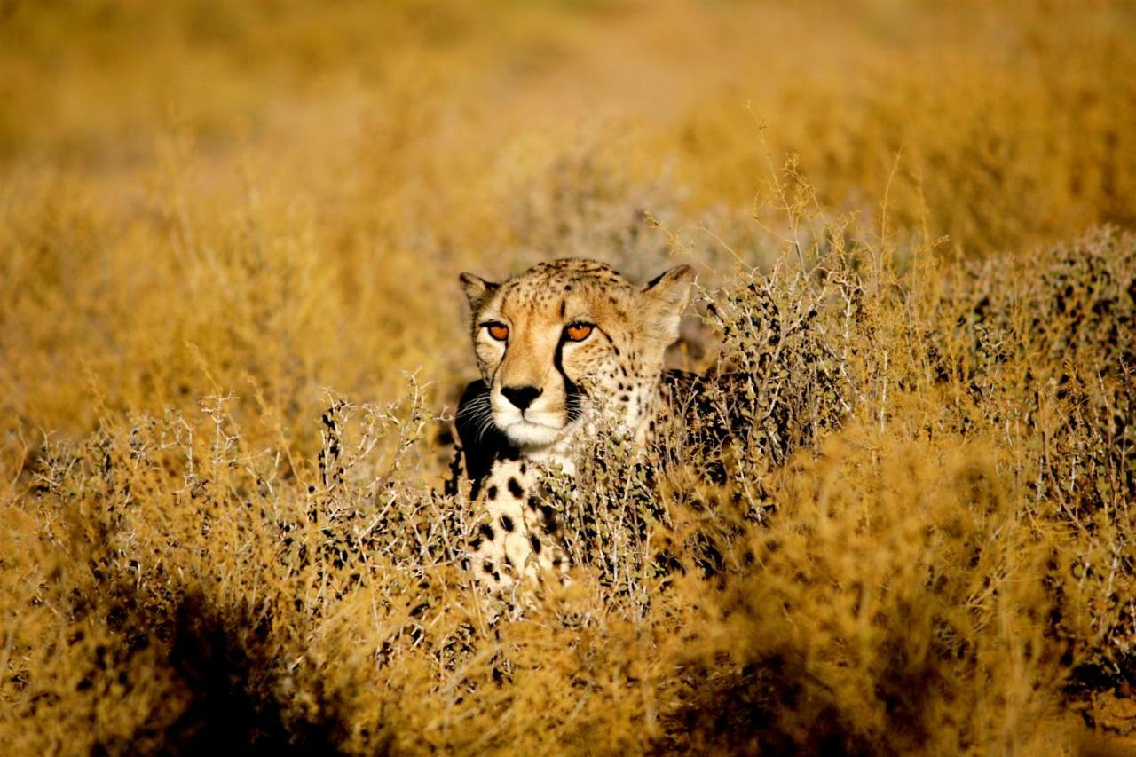 Inverdoorn Game Reserve Lodge Breede River エクステリア 写真